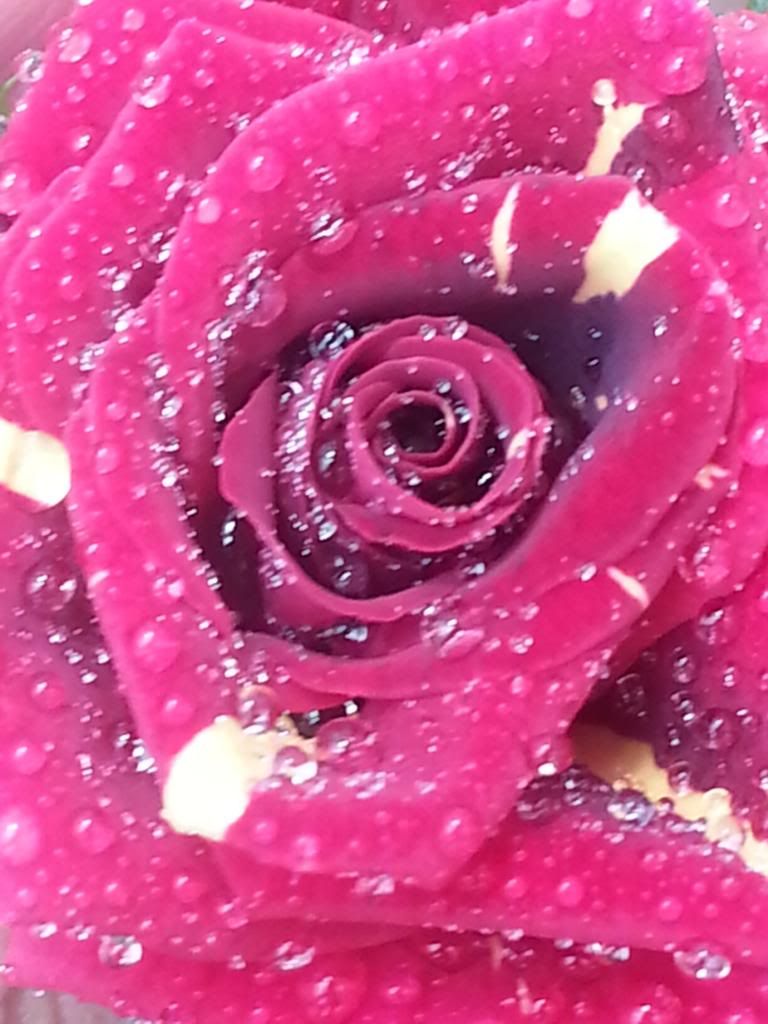 photo 117_zpsa86090c1.jpg